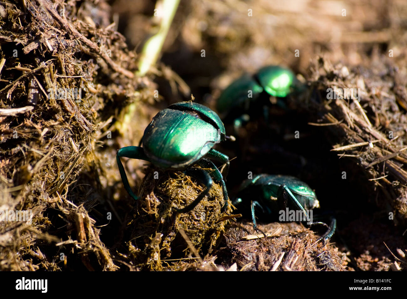 Green Dung Beetle (Garreta nitens) and Dung Beetle  (Scarabaeoidea) - South Africa Stock Photo