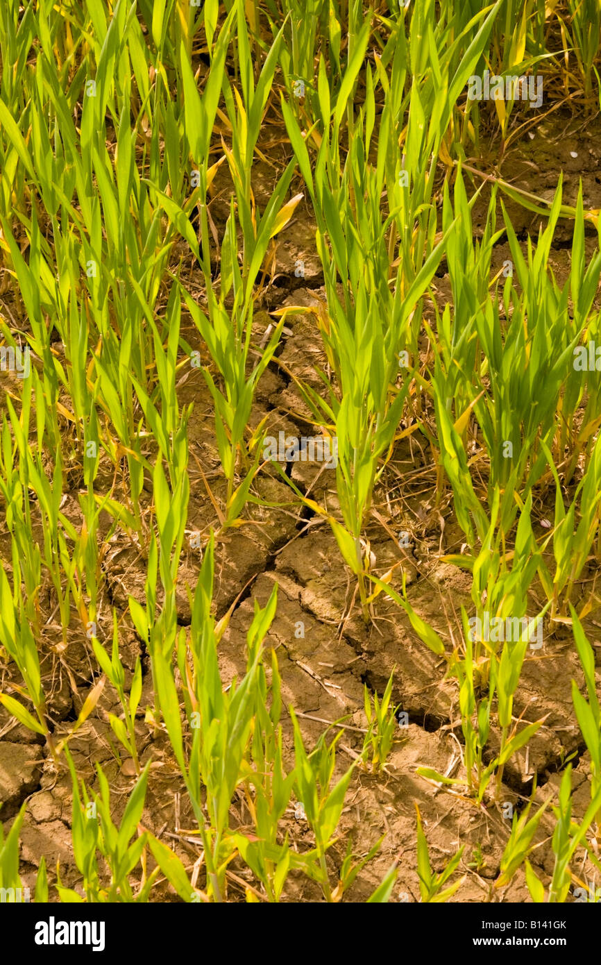 growing Wheat crop shoots on cracked dry earth Stock Photo
