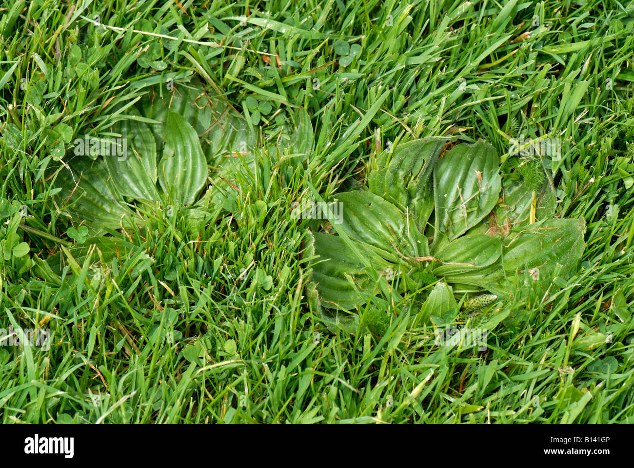 Leaf rosettes of greater plantain Plantago major in a lawn Stock Photo