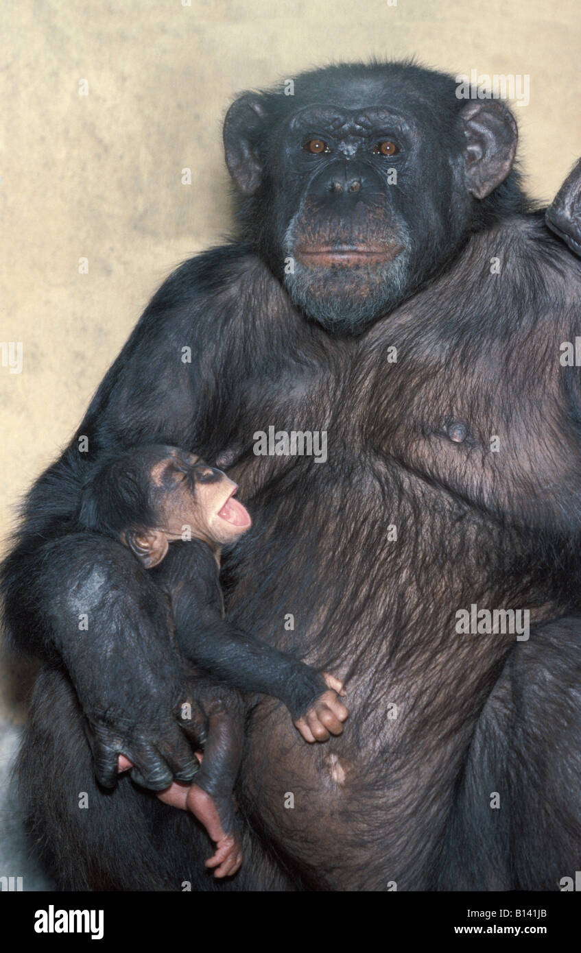 CHIMPANZEES PAN TROGLODYTES MOTHER NURTURING HER BABY africa african animal animals ape apes babies baby chimp chimpanzee chimpa Stock Photo