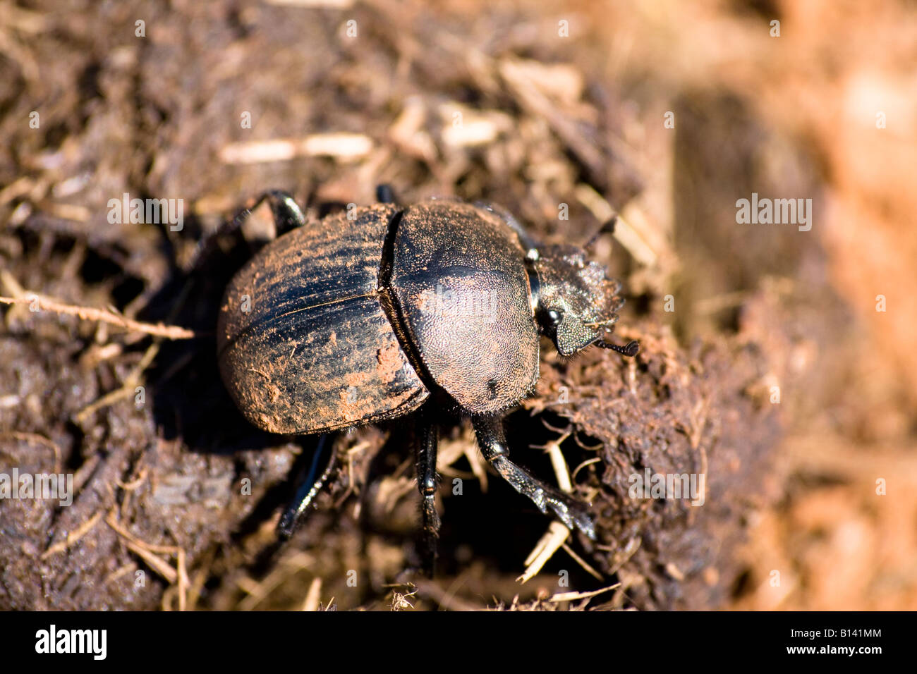 Dung Beetles (Scarabaeoidea) - South Africa Stock Photo