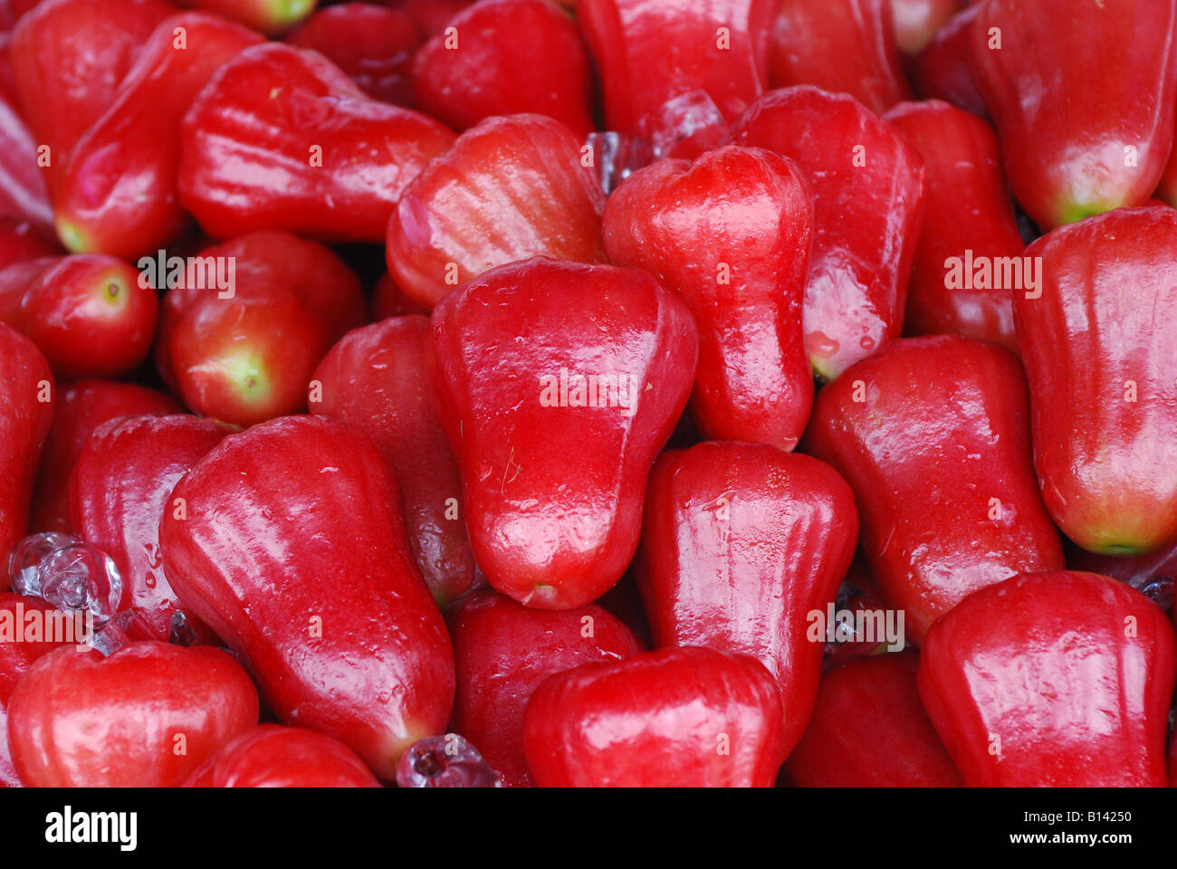 Apple horticulture hi-res stock photography and images - Alamy