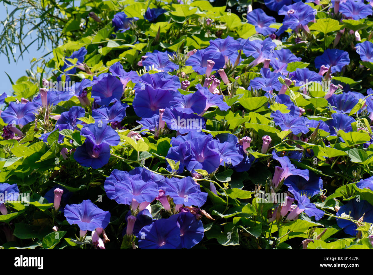 Blue flowers of morning glory Ipomoea spp in full bloom in a Crete garden Stock Photo