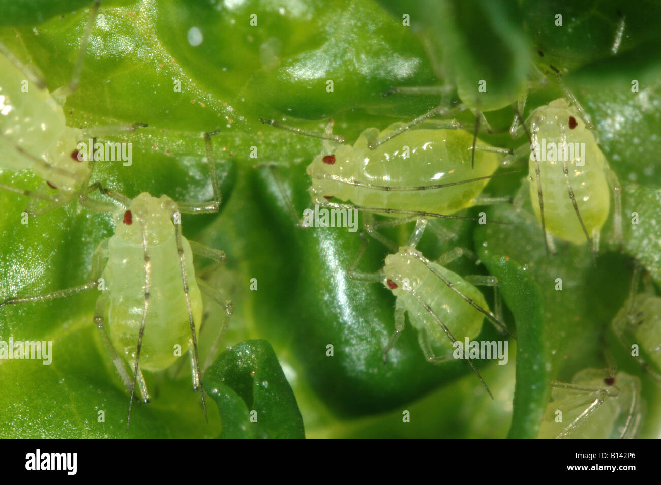 Glasshouse potato aphids Aulacorthum solani on chilli pepper leaf Stock Photo