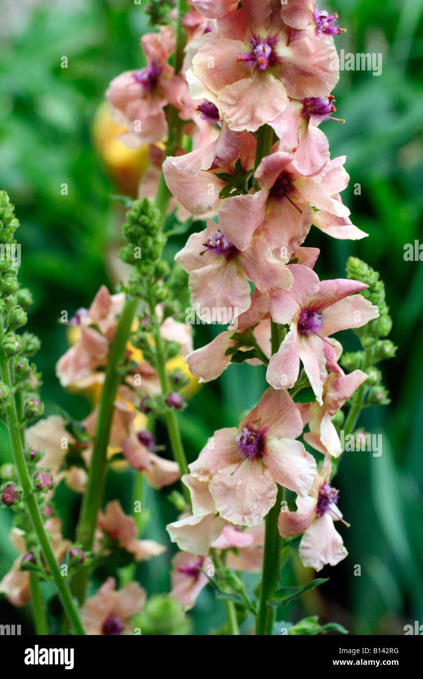 VERBASCUM COTSWOLD BEAUTY AGM Stock Photo
