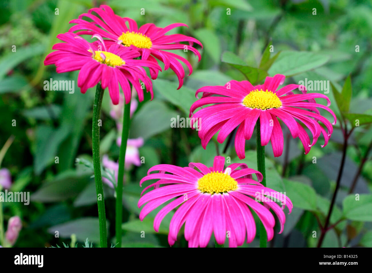 TANACETUM COCCINEUM ROBINSON S RED PYRETHRUM Stock Photo - Alamy