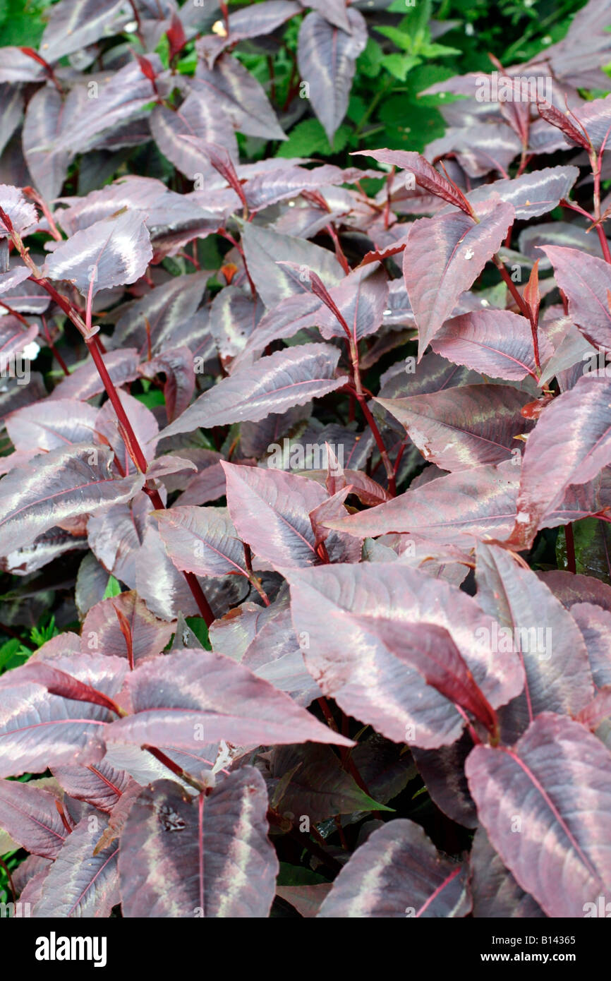 PERSICARIA MICROCEPHALA RED DRAGON Stock Photo