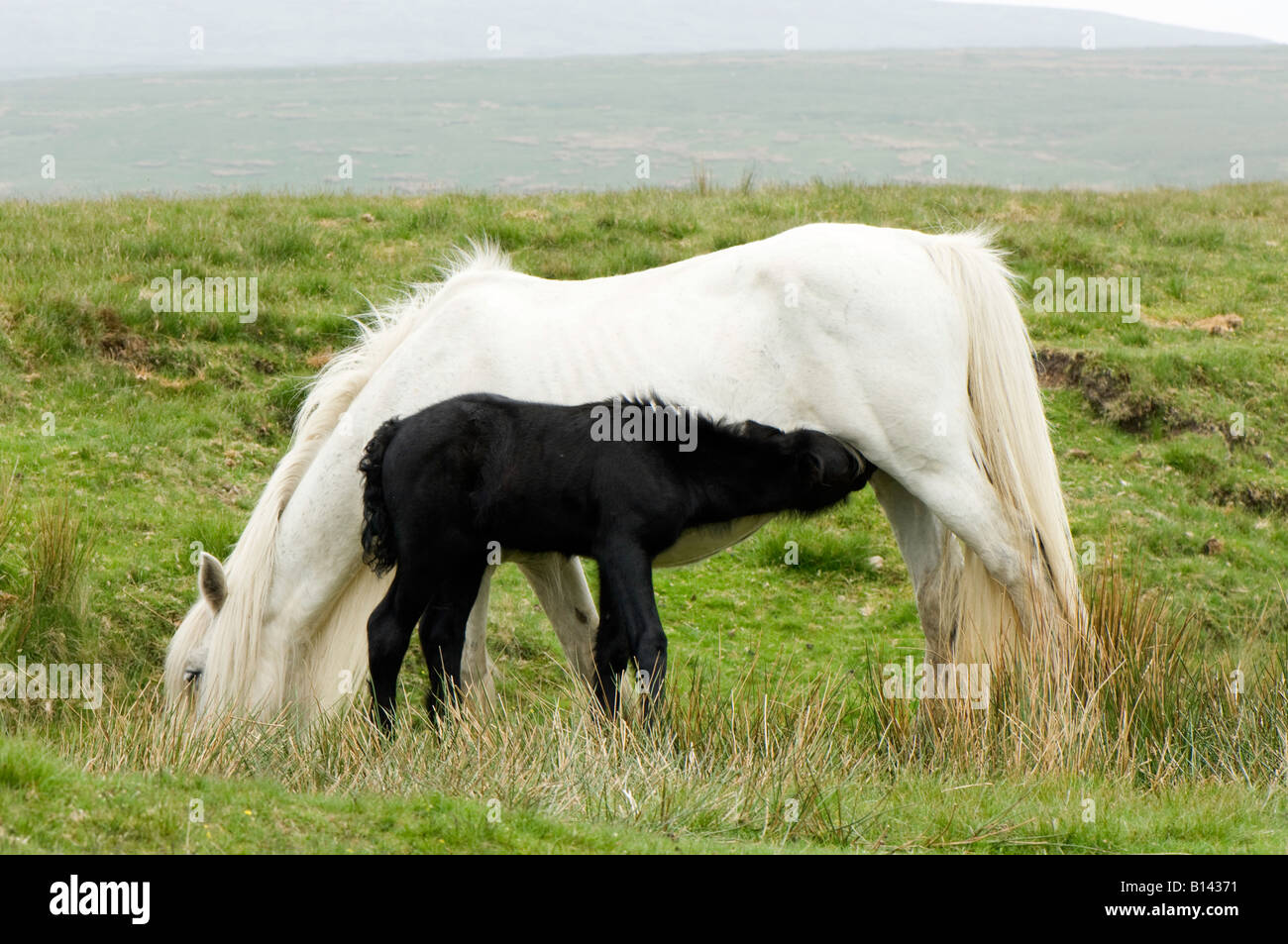 White Fell Pony with a black foal suckling on moorland Ravenstonedale Cumbria Stock Photo