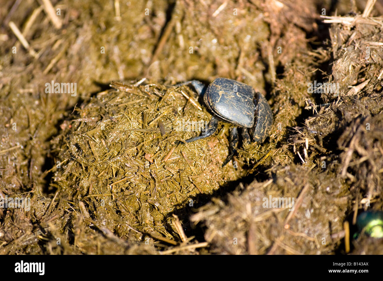 Dung Beetles (Scarabaeoidea) - South Africa Stock Photo