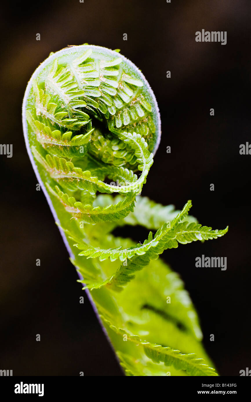 Metaphyte hi-res stock photography and images - Alamy