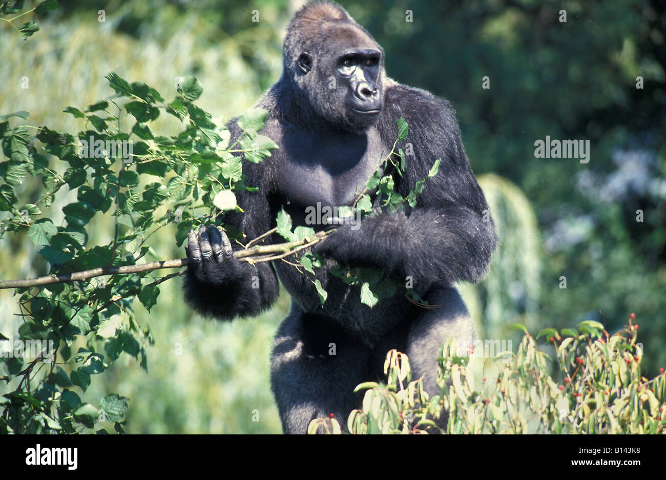Western Lowland Gorilla Gorilla gorilla gorilla native to Western and Central Africa Africa CENTRAL GORILLA LOWLAND NATIVE WESTE Stock Photo