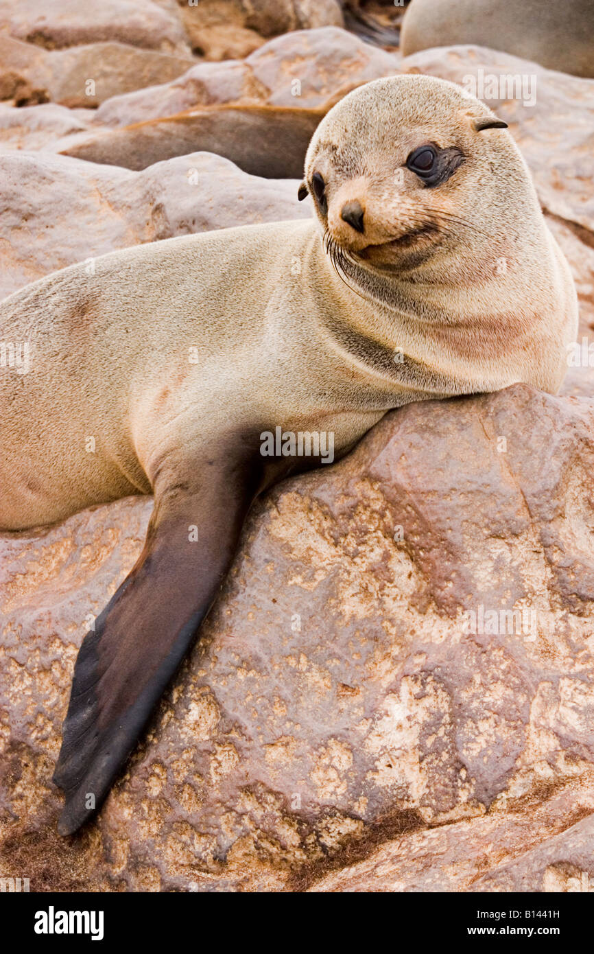 Cape Fur Seal Cape Cross Seal Reserve Namibia South West Africa Stock Photo