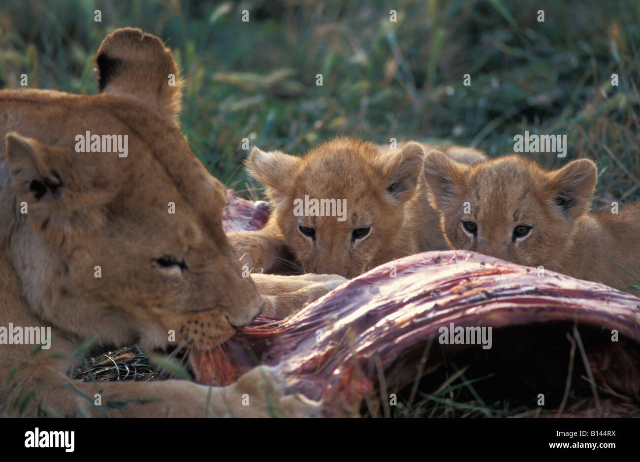 Lions eat a loot animal panthera leo animals carnivore hunt settles