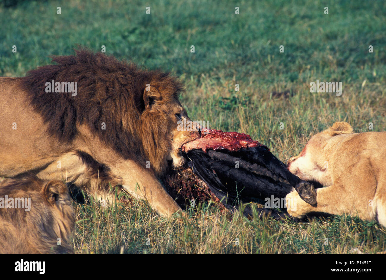 Lions eat a loot animal panthera leo animals carnivore hunt settles hunts lion nature wholeearth wildlife Stock Photo