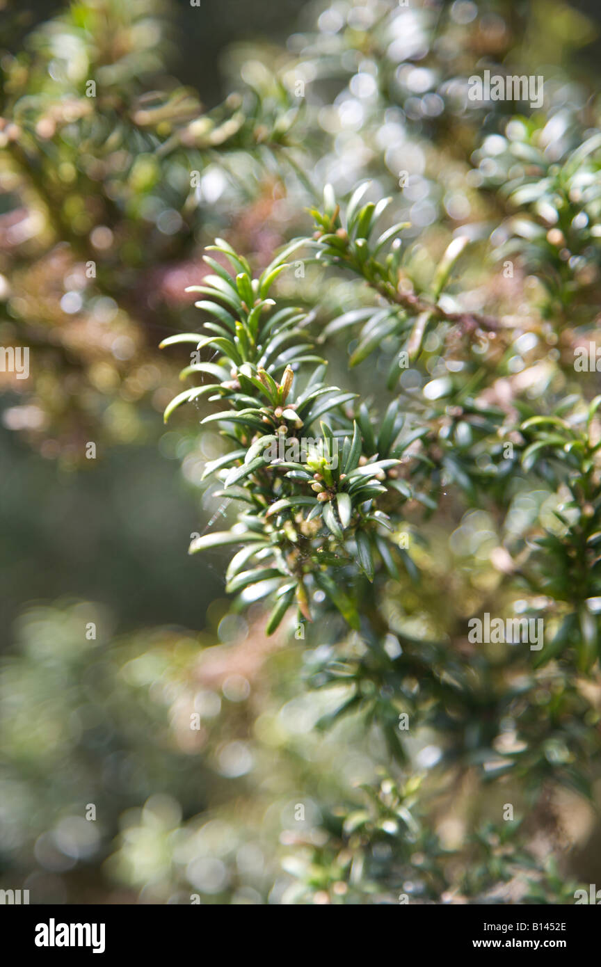 TAXUS BACCATA FASTIGIATA IRISH YEW PARENT FEMALE TREE GROWING IN A