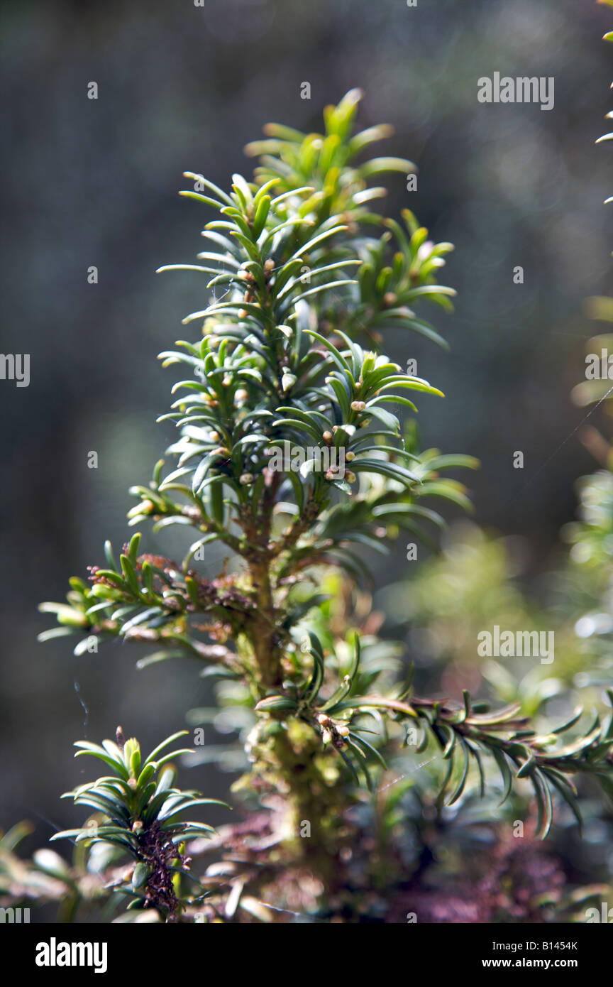 TAXUS BACCATA FASTIGIATA IRISH YEW PARENT FEMALE TREE GROWING IN A