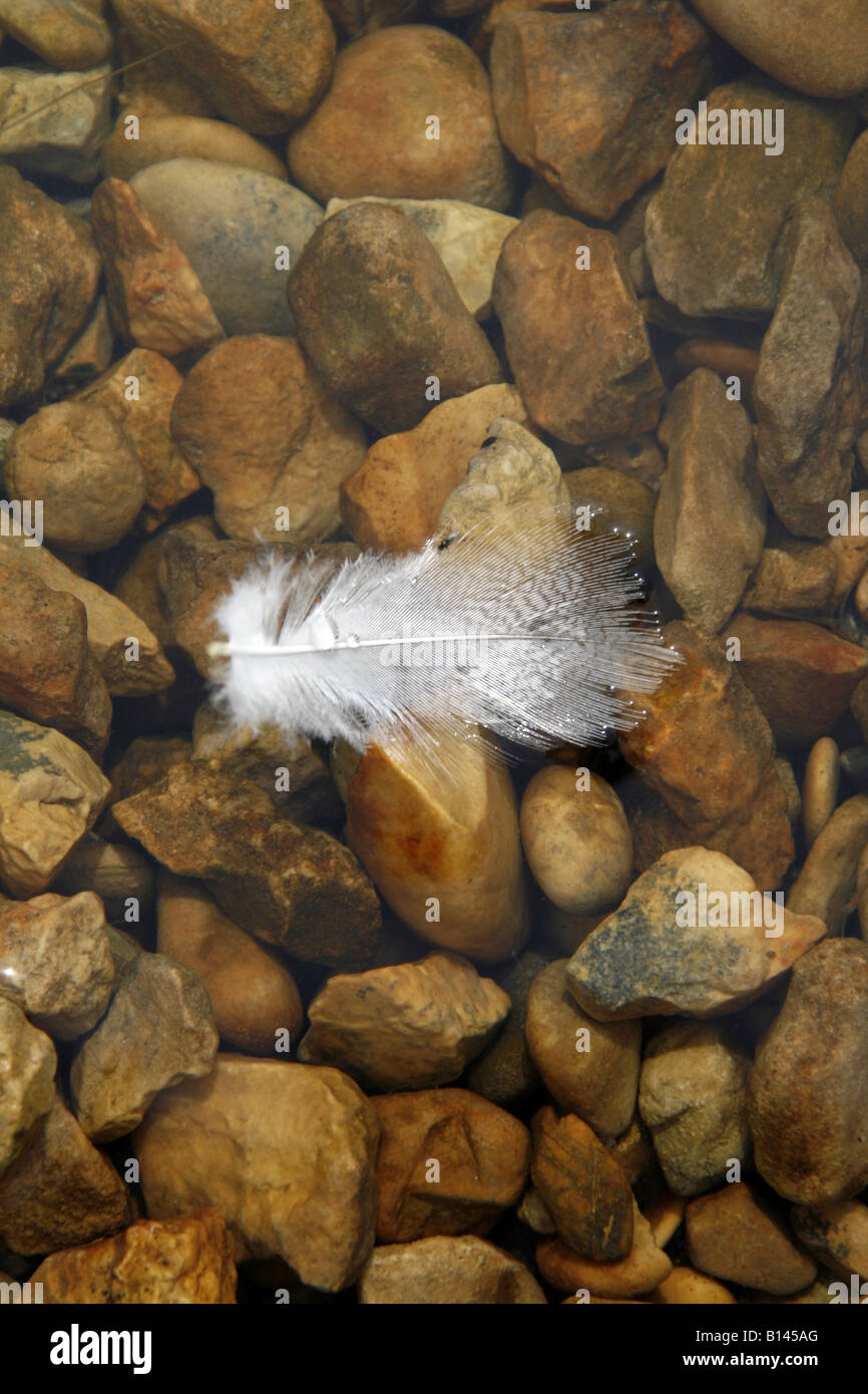 one white feather floating on water surface Stock Photo Alamy