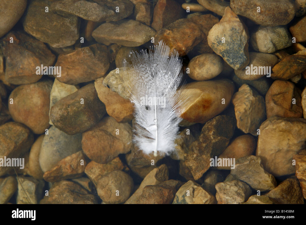 one white feather floating on water surface Stock Photo Alamy