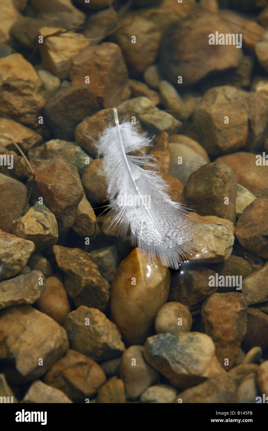 one white feather floating on water surface Stock Photo Alamy