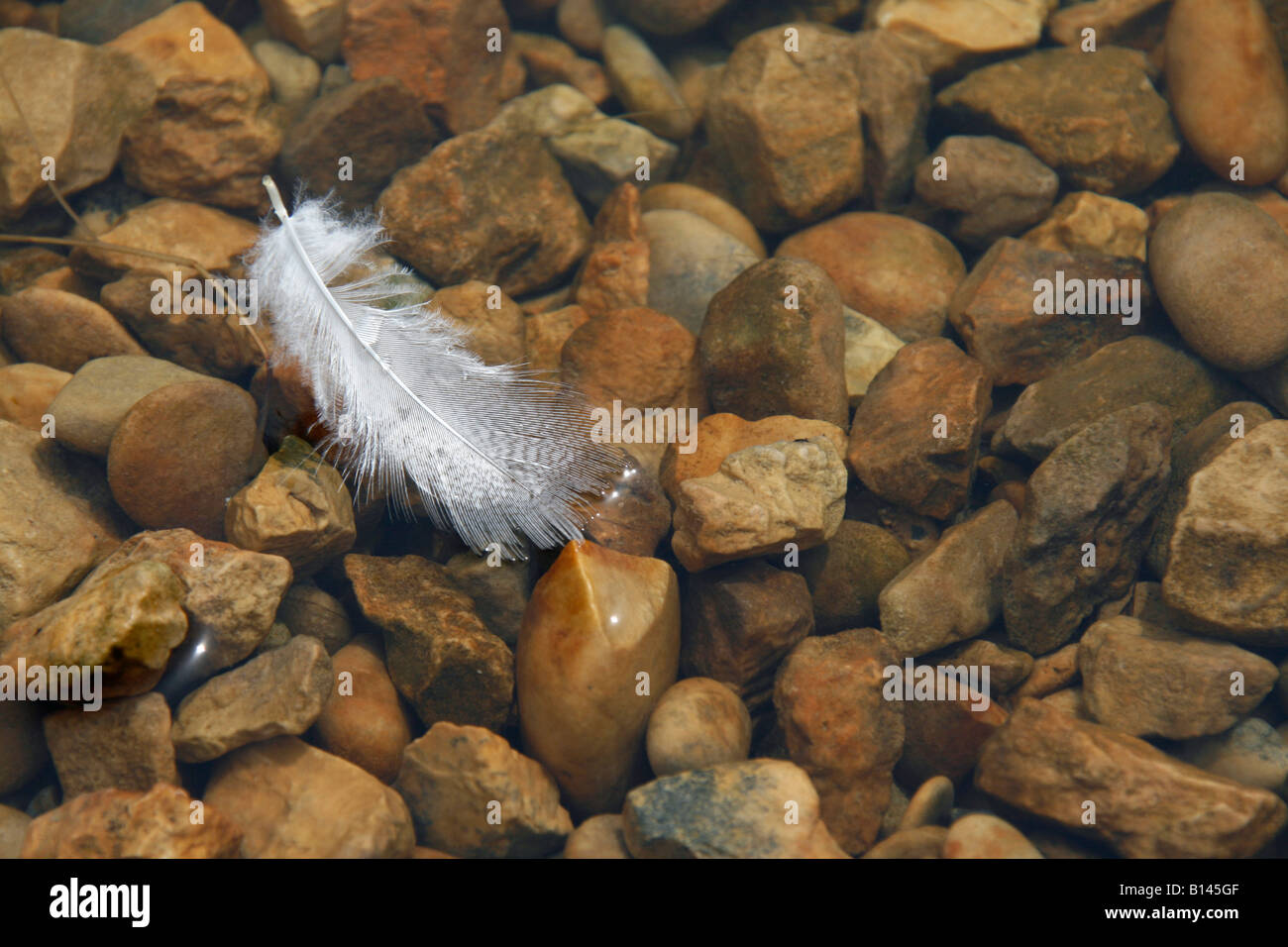 one white feather floating on water surface Stock Photo Alamy