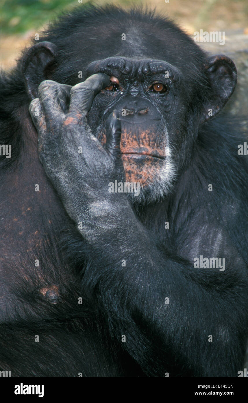 Oestlicher Schimpanse Eastern Common Chimpanzee Pan troglodytes Affen Africa Afrika animals apes behaviour chimpanzé commun chim Stock Photo