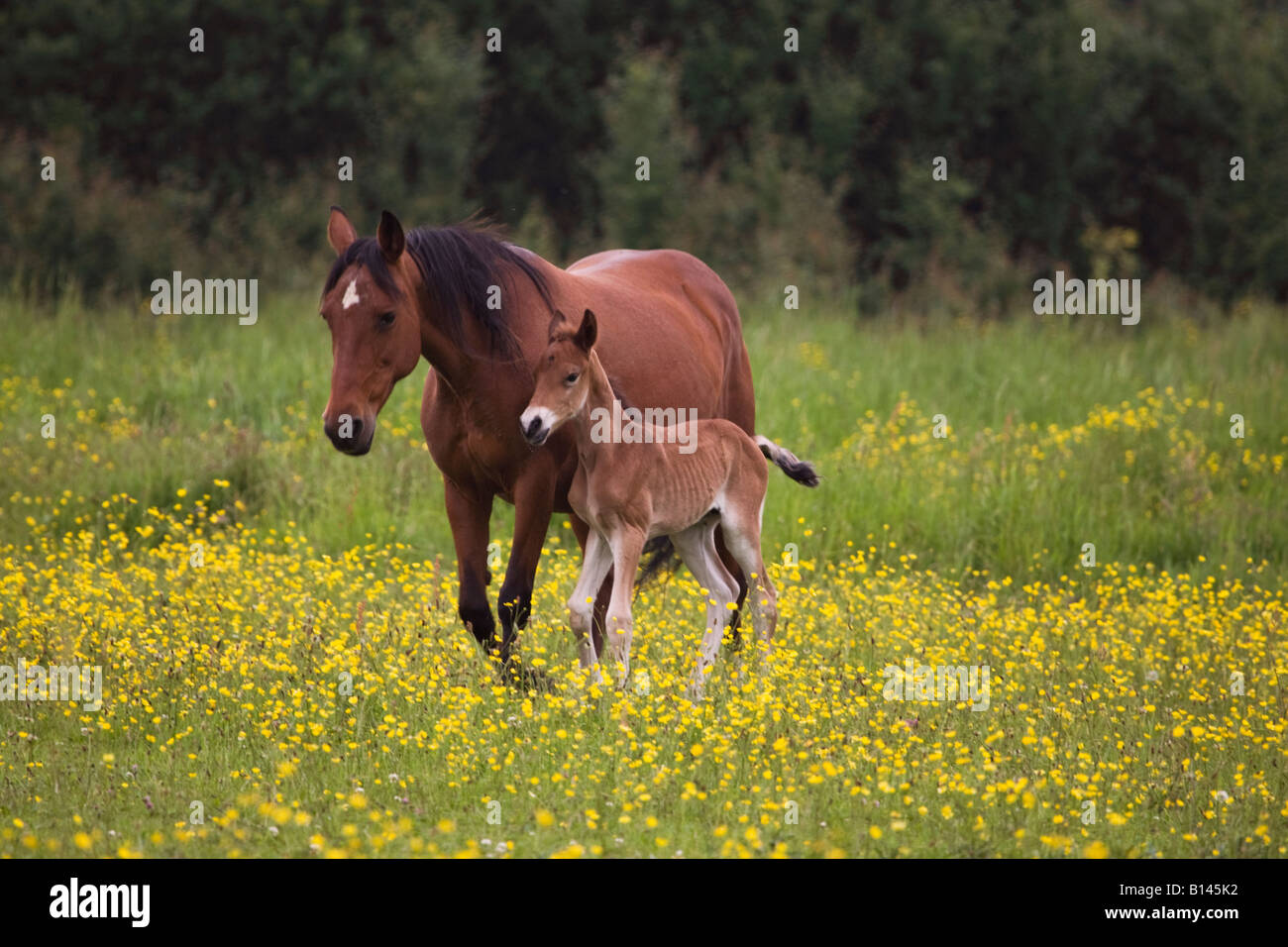 Mare and foal standing in field,Essex,England,UK Stock Photo