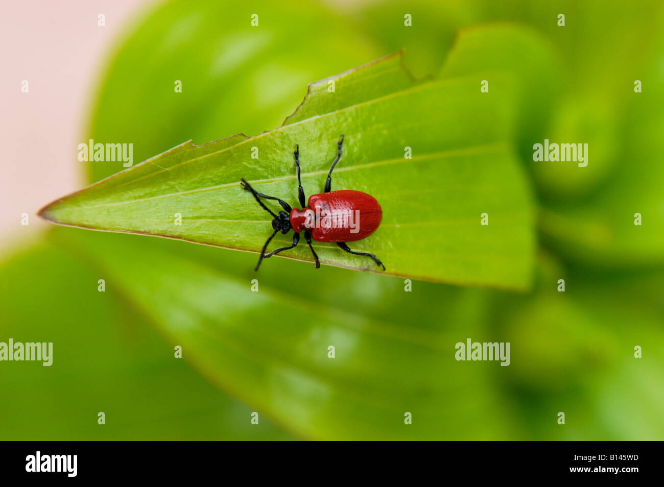 Red Lily Beetle on leaf Stock Photo Alamy