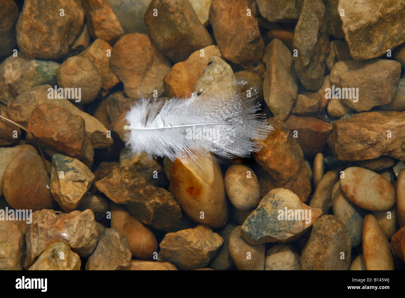 one white feather floating on water surface Stock Photo Alamy
