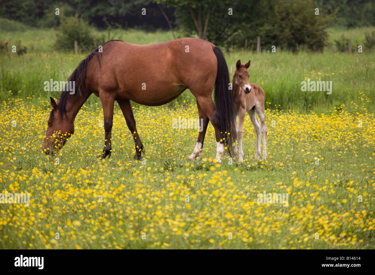 Mare and foal,Essex,England,UK Stock Photo