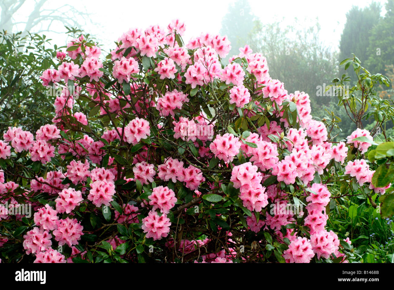 RHODODENDRON MRS G W LEAK Stock Photo