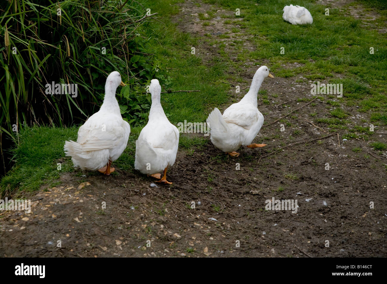 ducks farm feeding pond Stock Photo