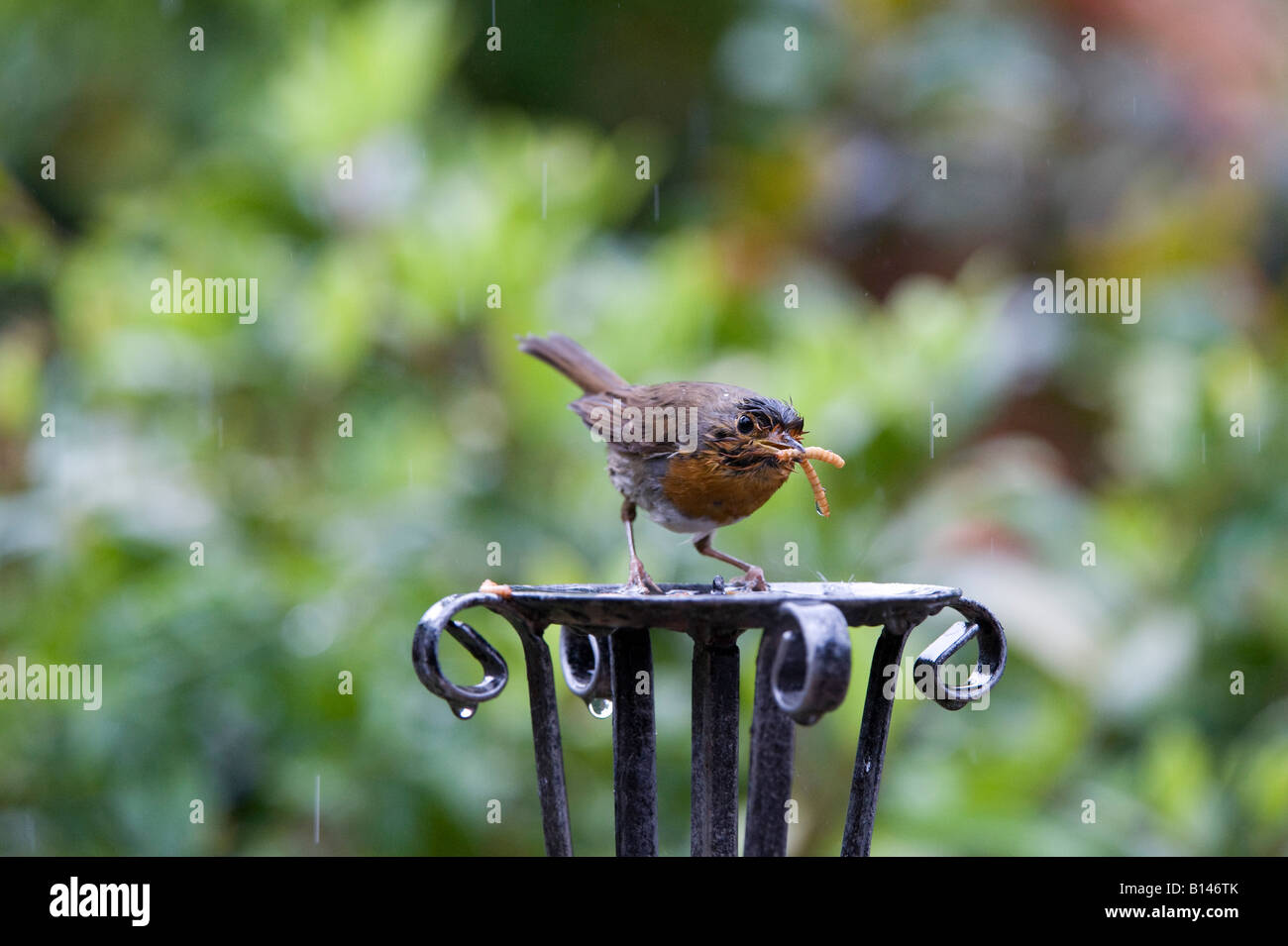 Robin redbreast feeding on mealworms hires stock photography and