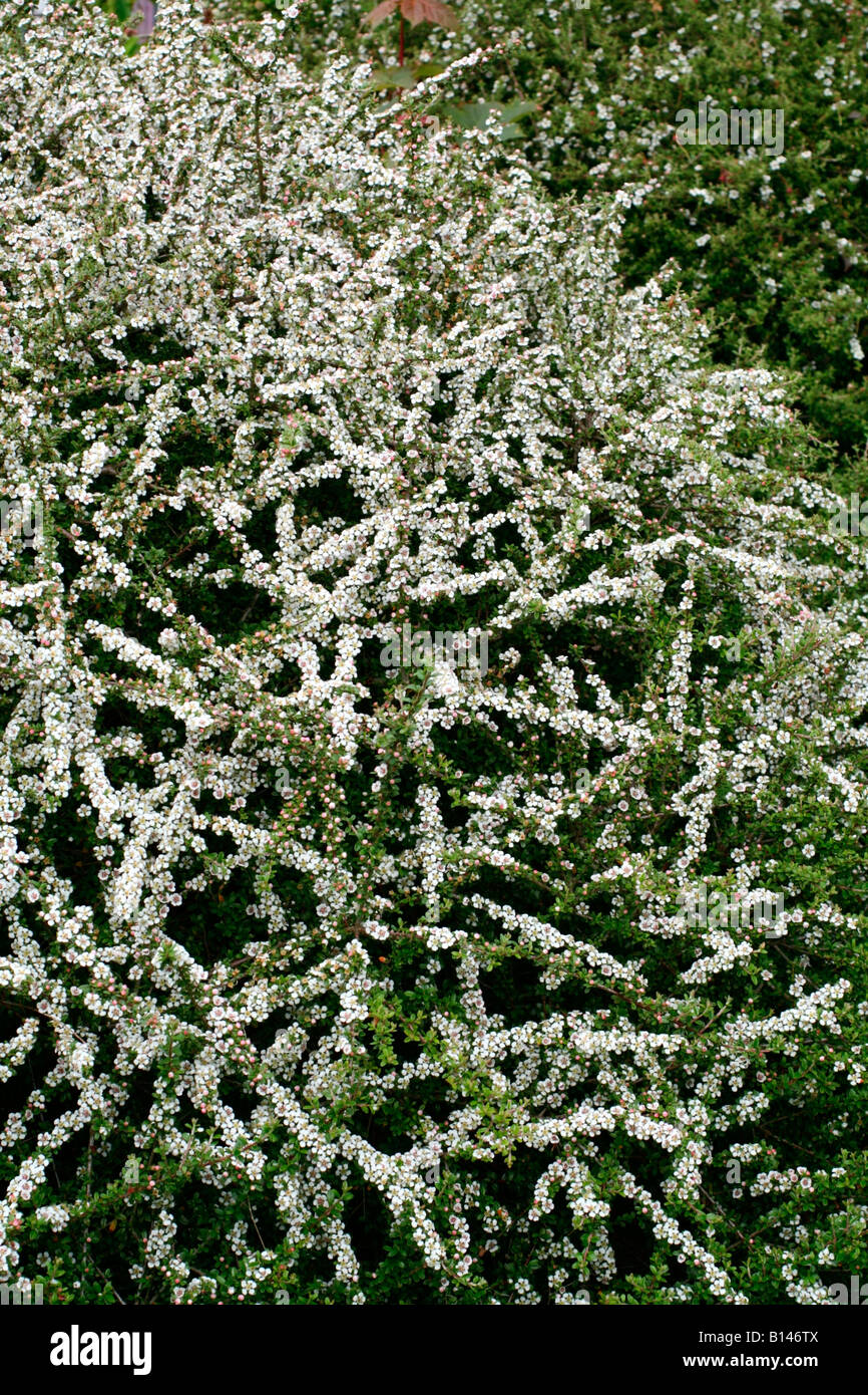 COTONEASTER CONSPICUUS SYN COTONEASTER MICROPHYLLUS WALL VAR CONSPICUS Stock Photo