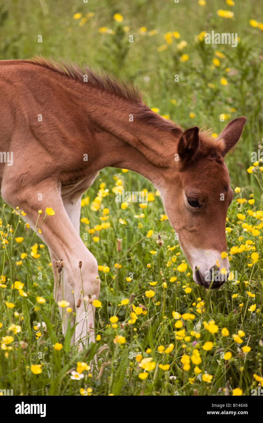 Foal grazing in field, Essex,England,UK Stock Photo