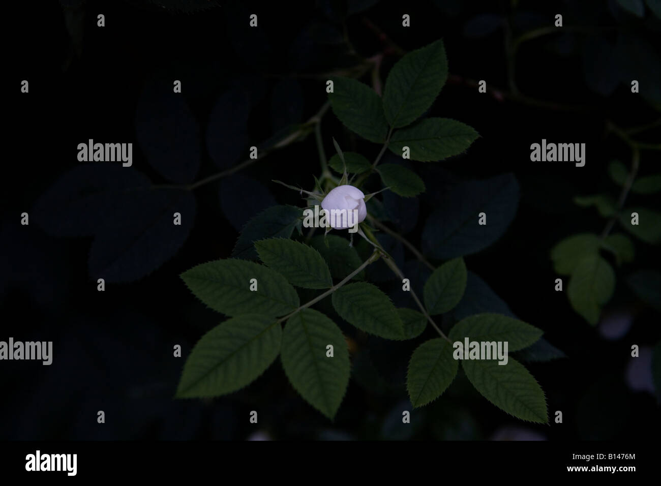 A white rose bud Stock Photo Alamy