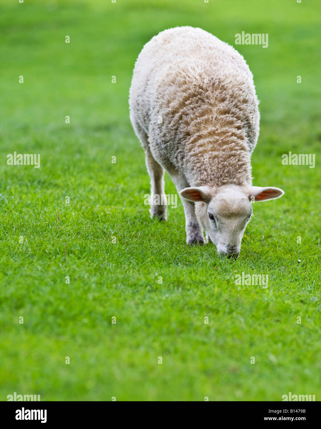 Spring lamb on a farm near Wall in Northumberland, England Stock Photo