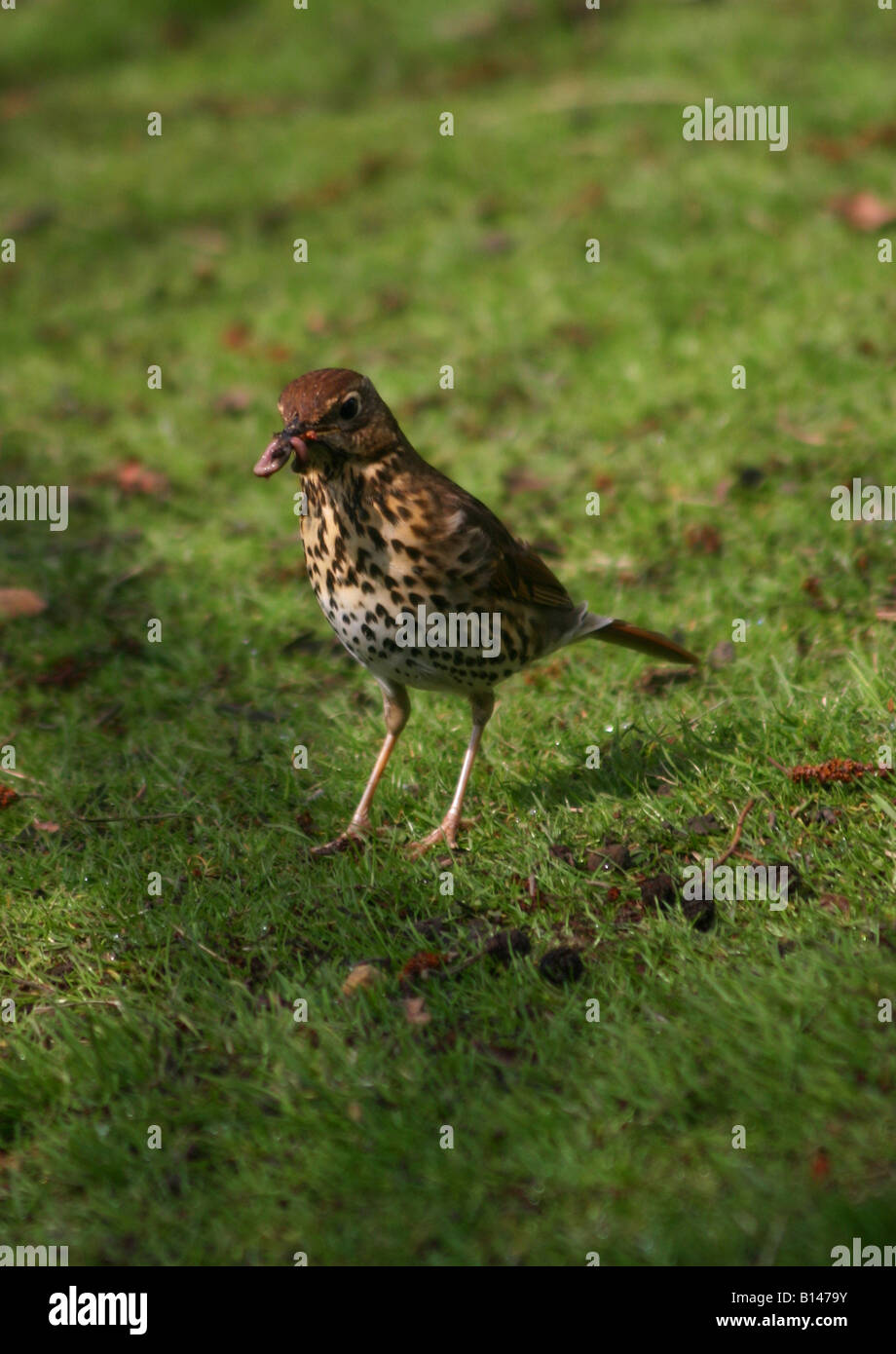 Thrush standing on grass,Yorkshire,England,UK Stock Photo