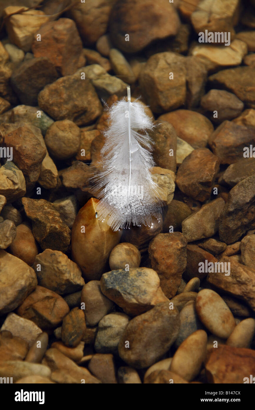one white feather floating on water surface Stock Photo Alamy