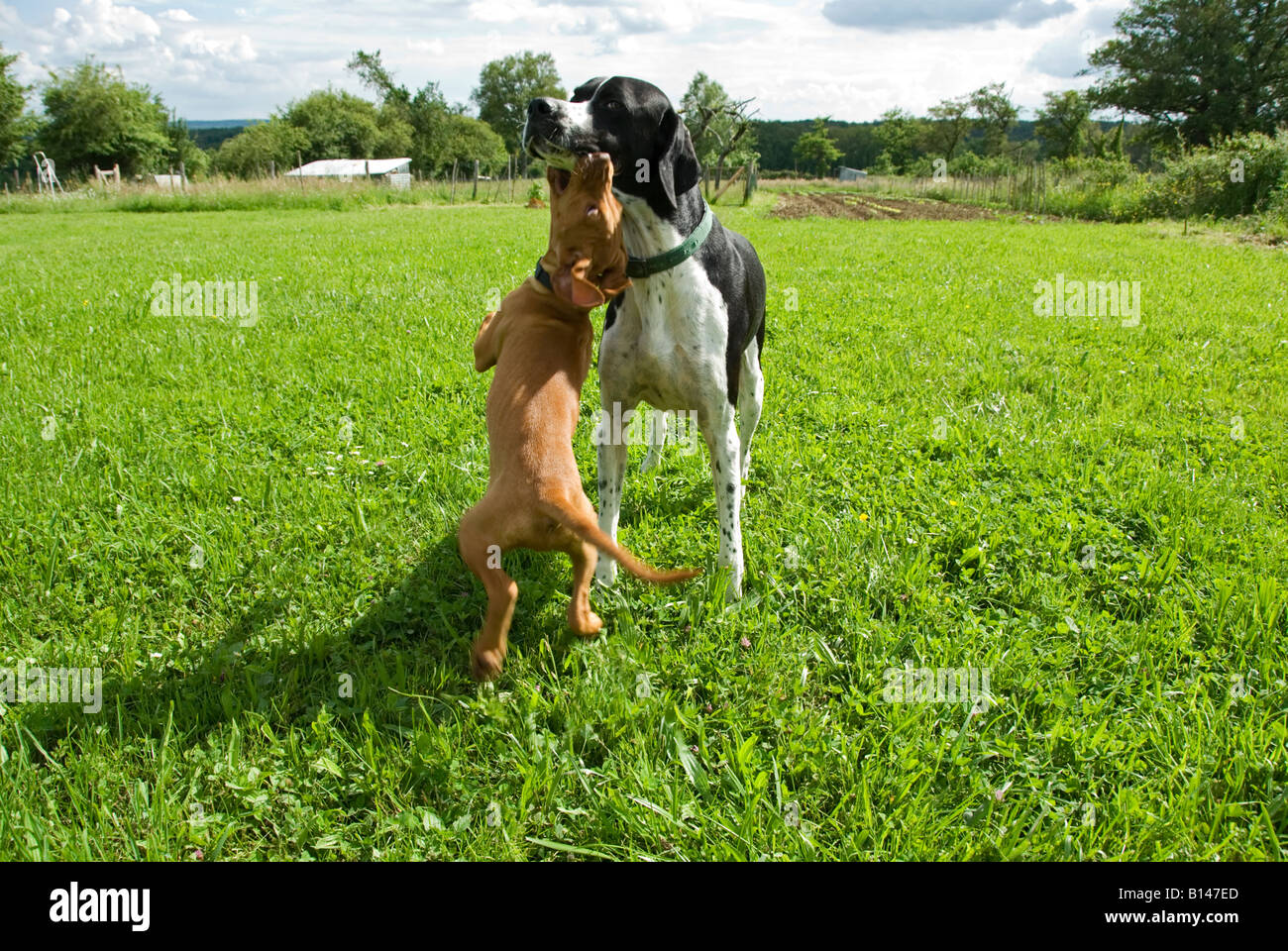 Stock photo of a Hungarian Vizsla playing with an older English Pointer dog in the garden Stock Photo