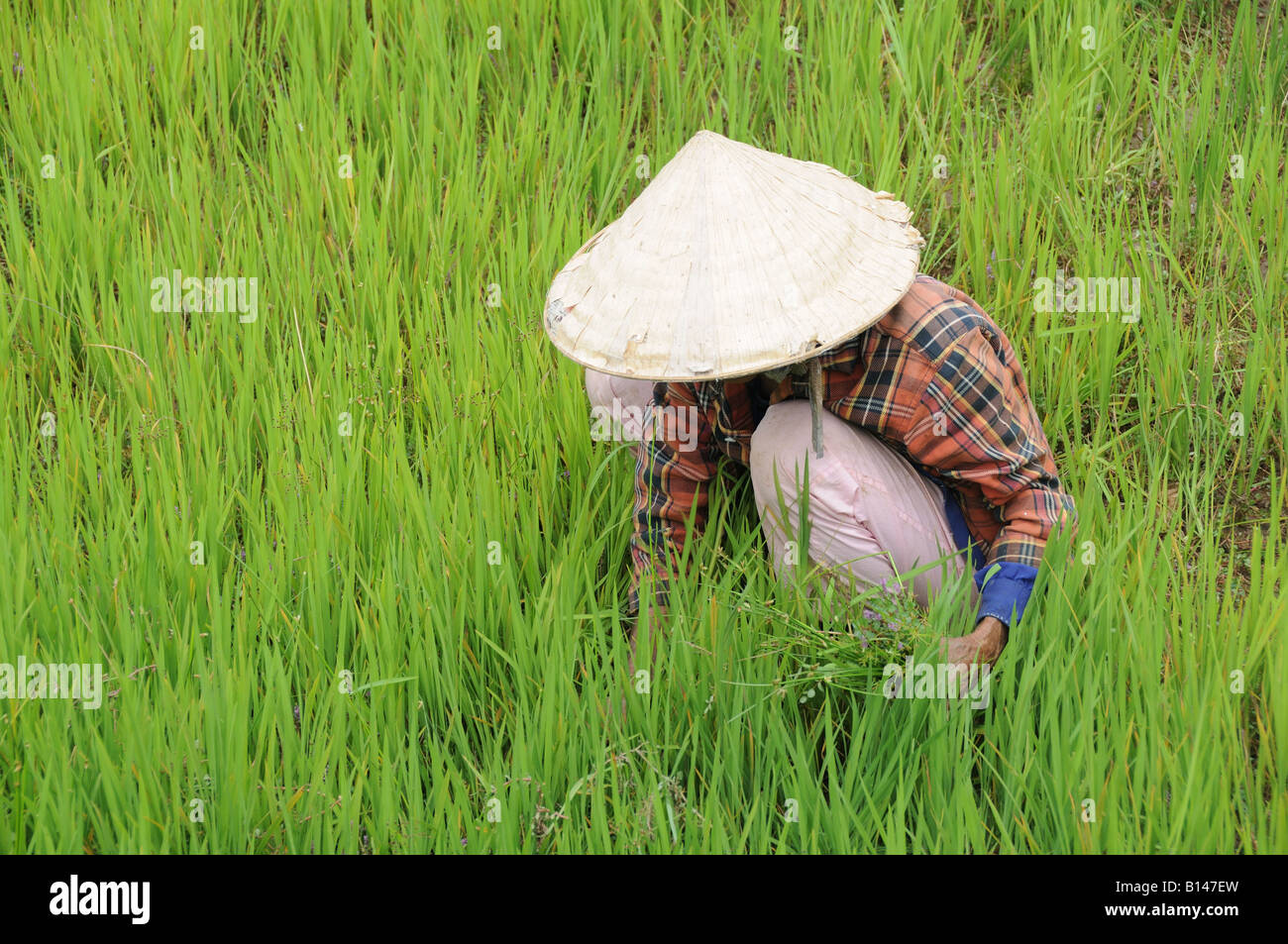 Vietnamese woman wearing the traditional conical straw hat working in a paddy field Central Highlands  Vietnam Stock Photo