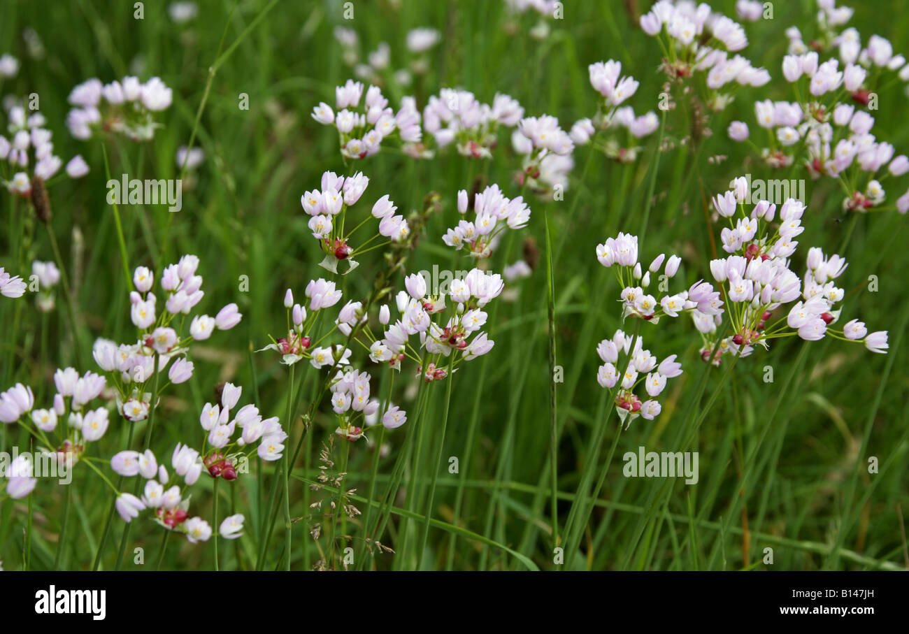 Rosy Garlic, Allium roseum, Liliaceae Stock Photo