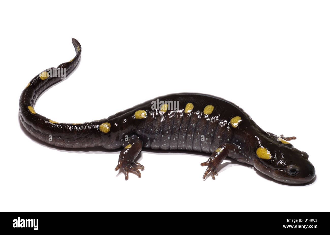 spotted salamander Ambystoma maculatum Stock Photo