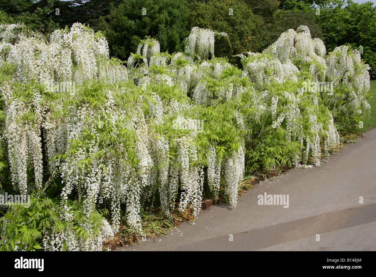 White Wisteria Sinensis alba Fabaceae Stock Photo