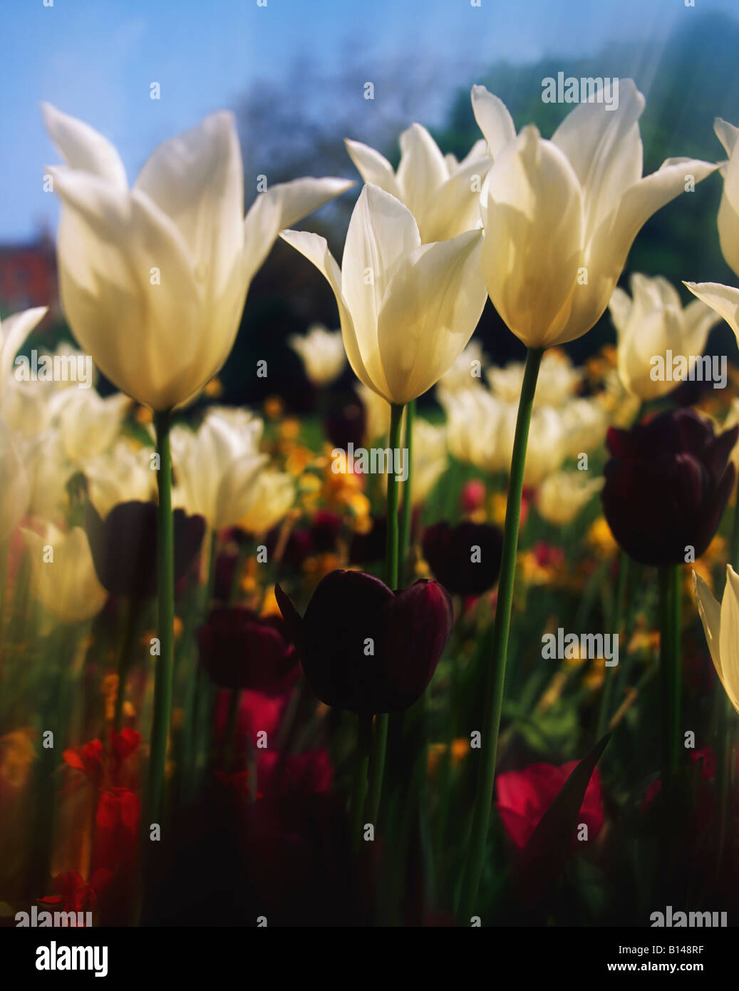 Leinster square gardens hires stock photography and images Alamy