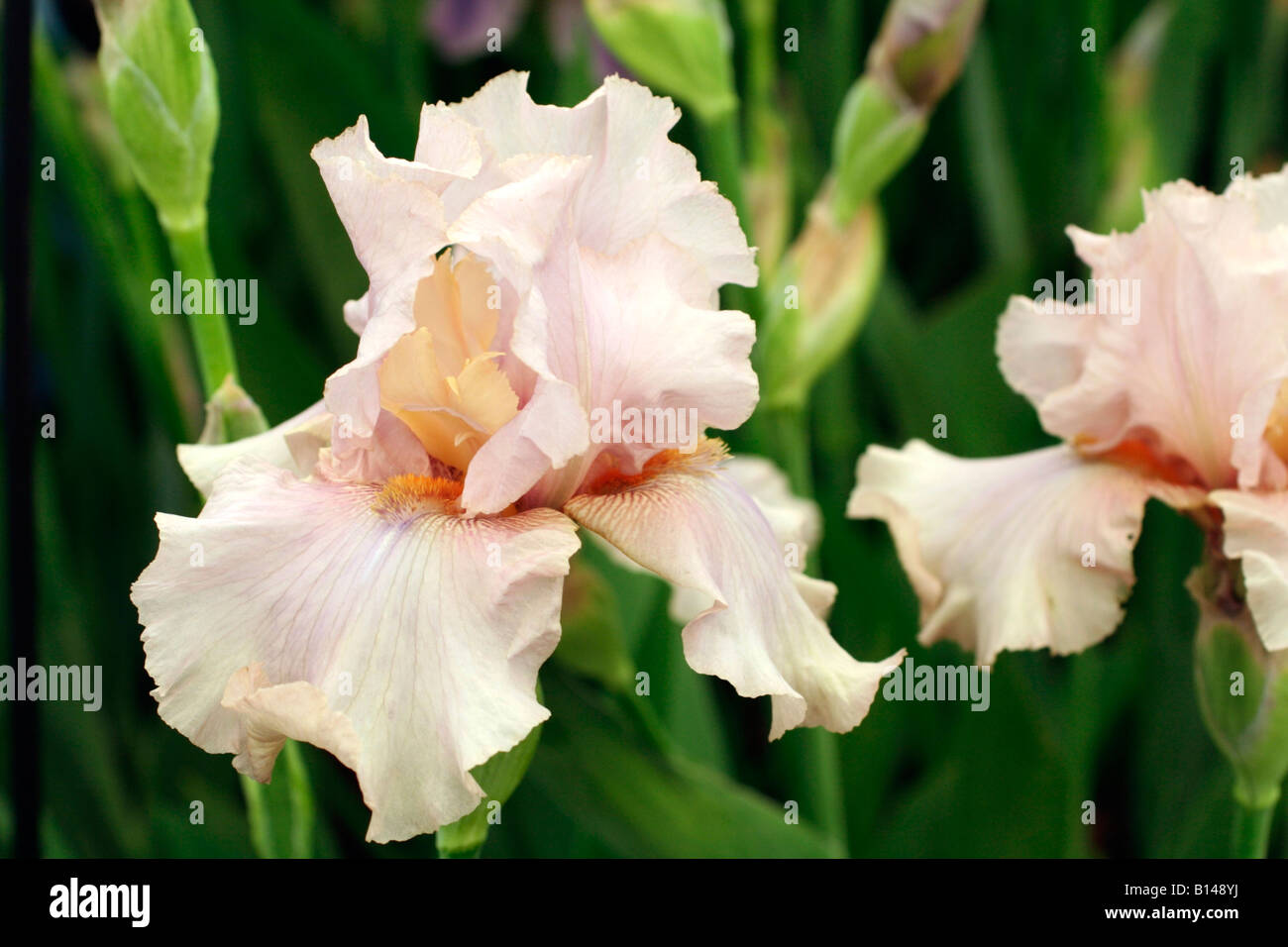 Iris french rose pink blush bearded frilled hires stock photography and images Alamy
