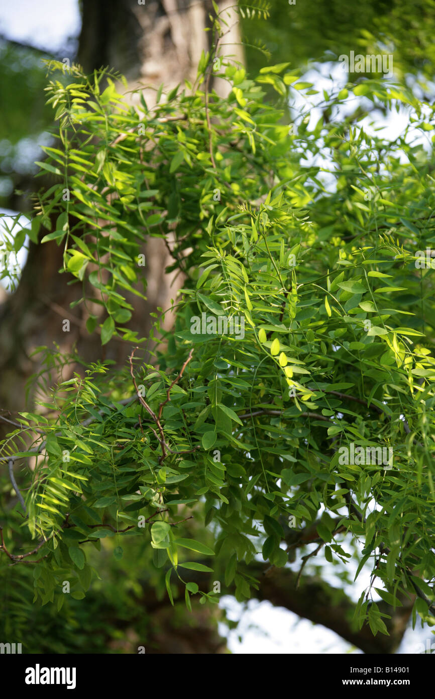 Black Locust Tree, Robinia pseudoacacia Fabaceae Stock Photo