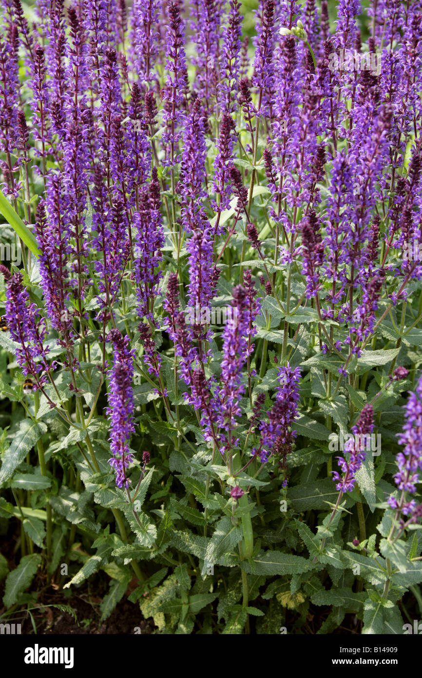 Violet Sage aka Ornamental Meadow Sage, Balkan Clary and Perennial Woodland Sage, Salvia nemorosa 'Wesuwe', Lamiaceae Stock Photo