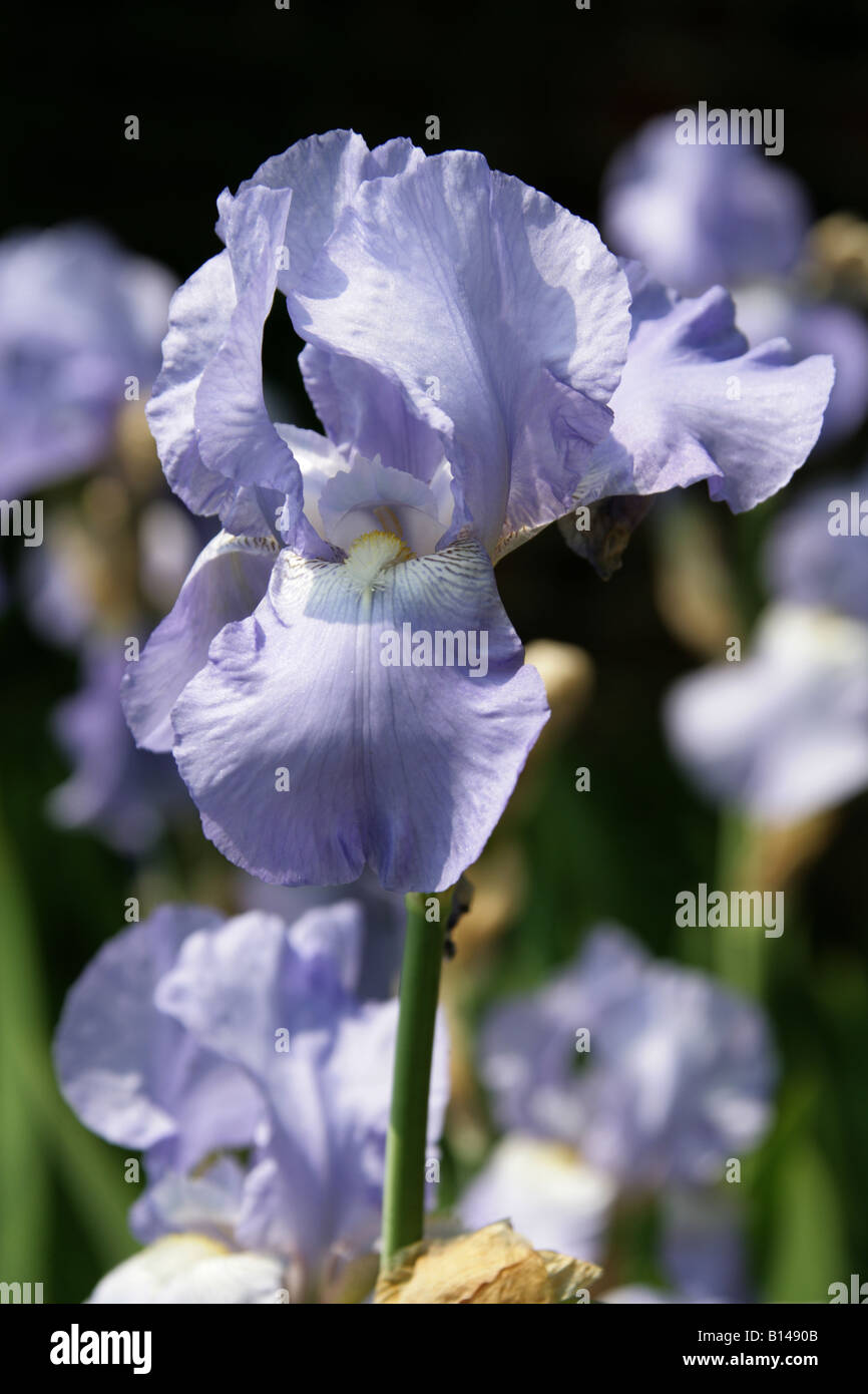 German Iris aka Blue Flag, Rhizomatous Iris or Bearded Iris, Iris germanica 'Jane Phillips' Iridaceae Stock Photo