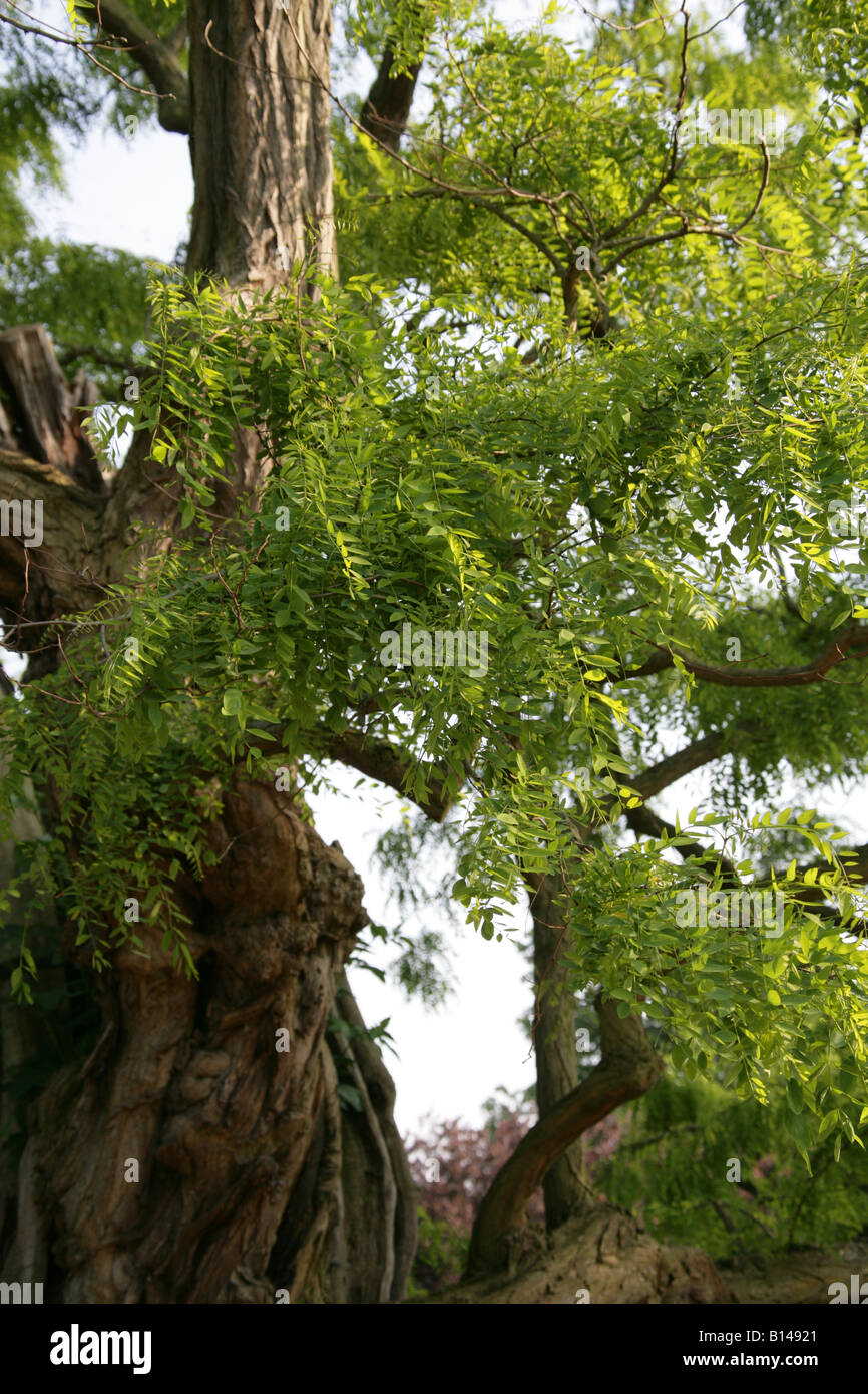 Black Locust Tree, Robinia pseudoacacia Fabaceae Stock Photo