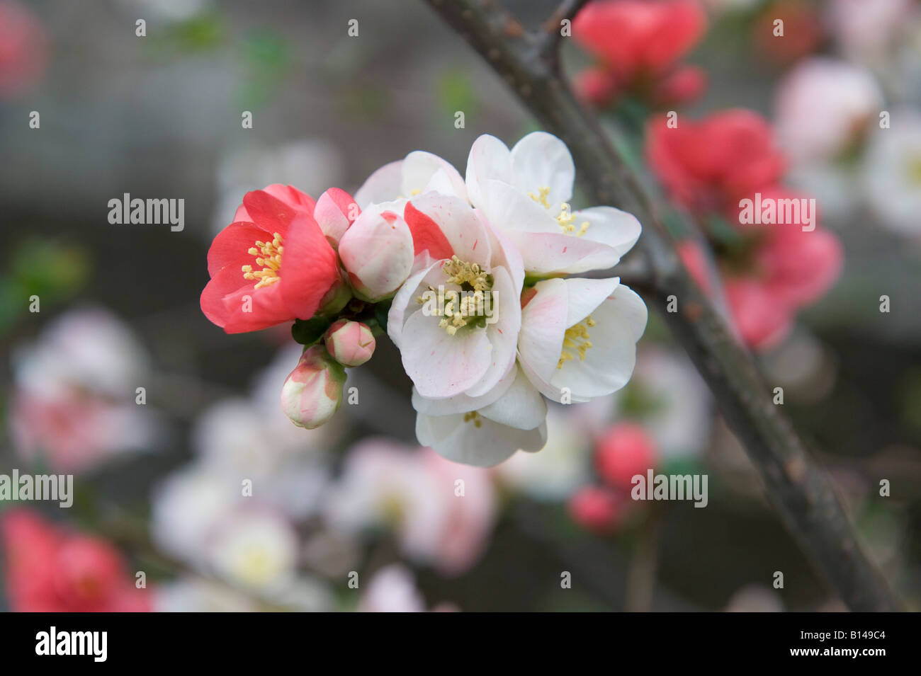 Kyoto, Japan. Chaenomeles japonica 'toyo nishiki' (Japanese Quince), which bears both red and white flowers on the same branch. Stock Photo